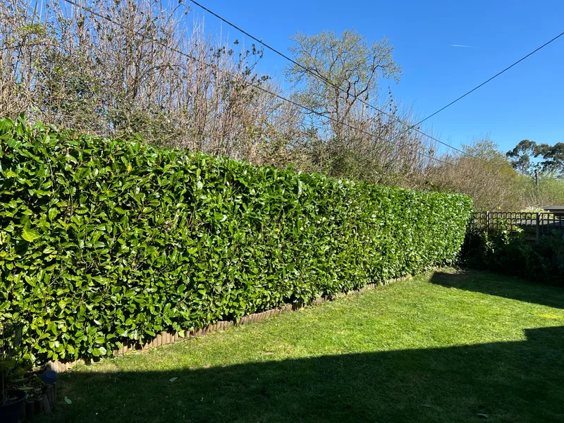 Trimmed hedges