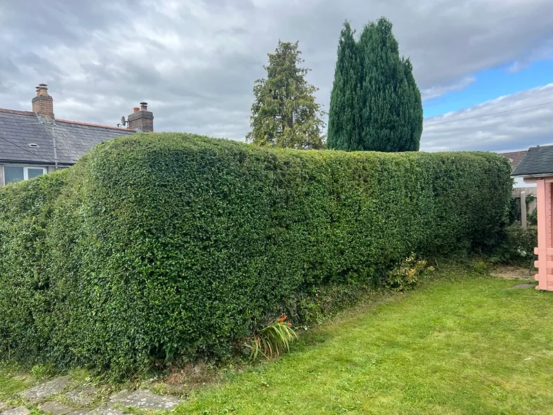 Hedge and tree maintenance