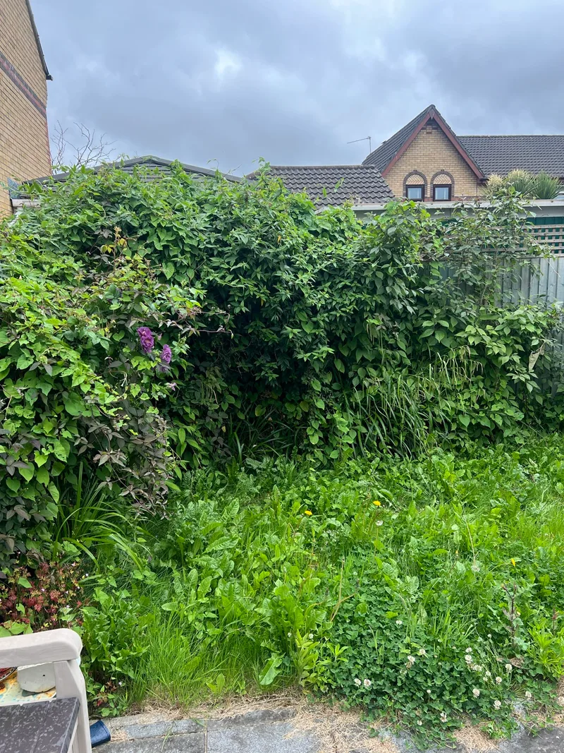 Overgrown garden